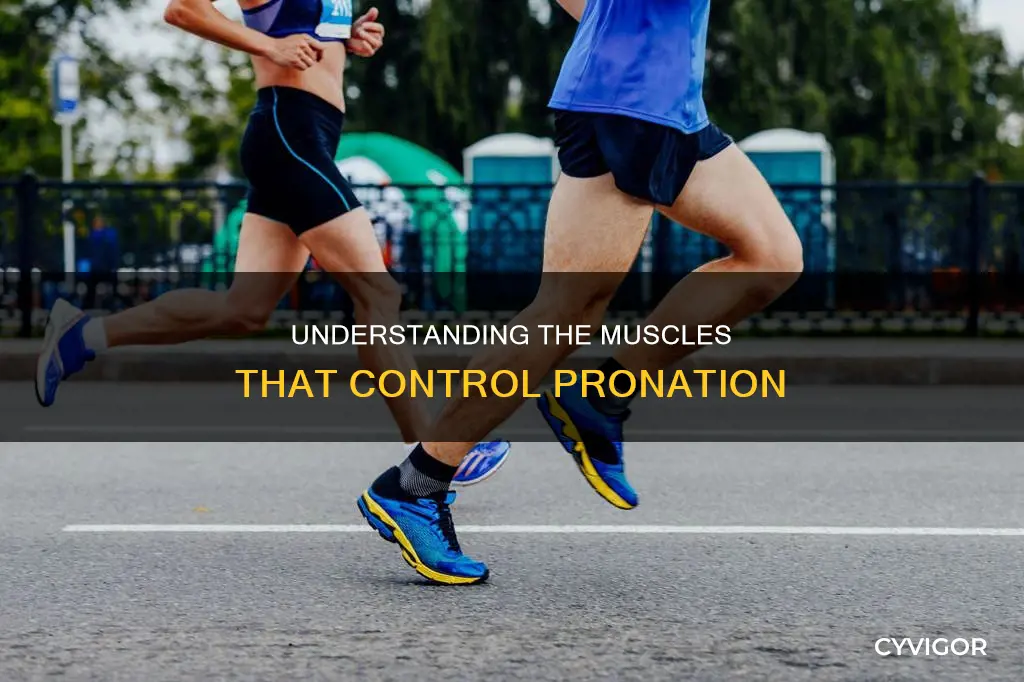what muscle decelerates pronation