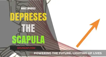 How to Depress the Scapula: Muscles Involved