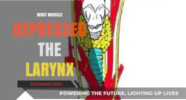 The Larynx Depressing Muscle: All You Need to Know