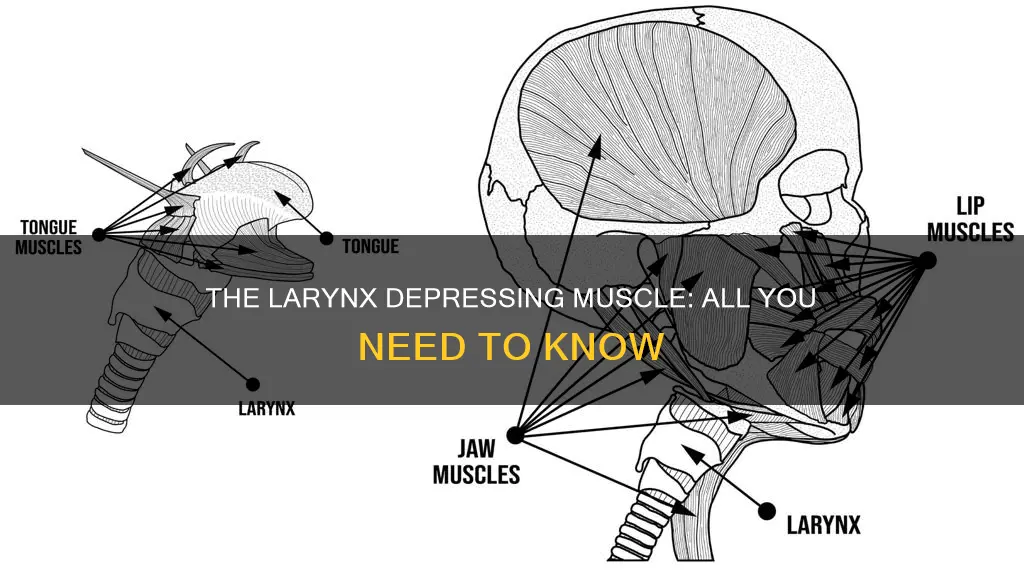 what muscle depressed the larynx