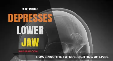 Unlocking the Power of Jaw Muscles