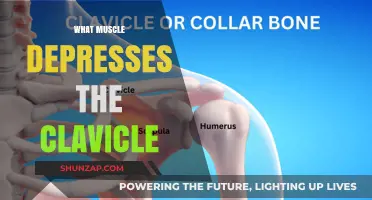 How Clavicle Depression is Caused by Muscles