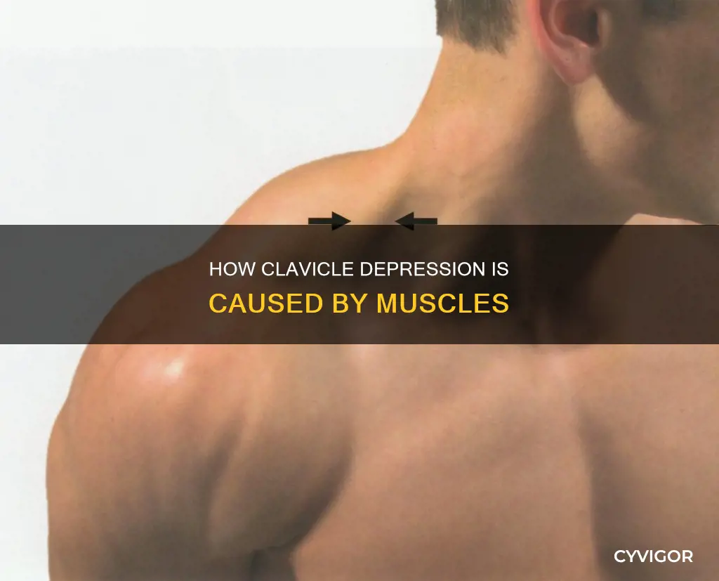 what muscle depresses the clavicle