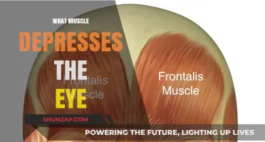 How Eye Muscles Work: Depressing the Eyeball