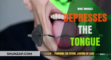 The Tongue and its Muscular Depressant