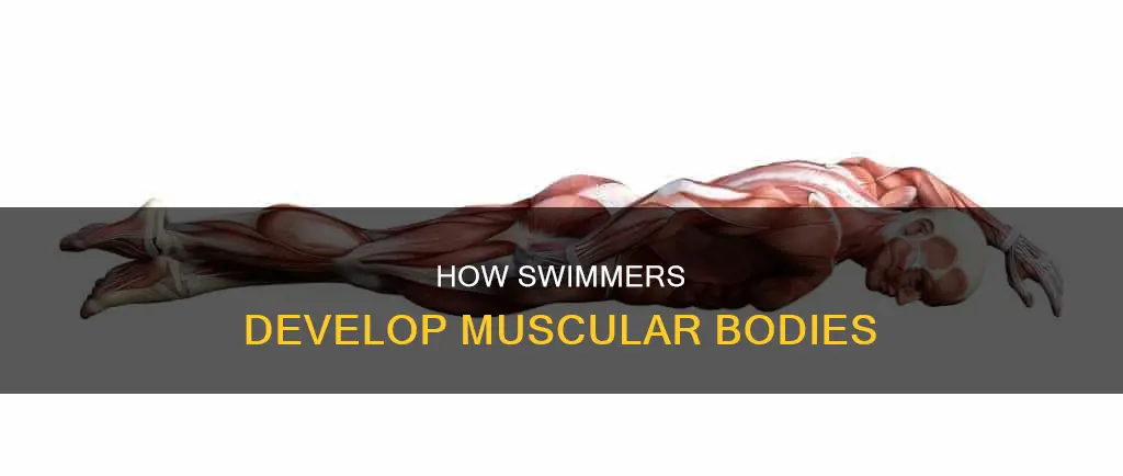 what muscle design do swimmers