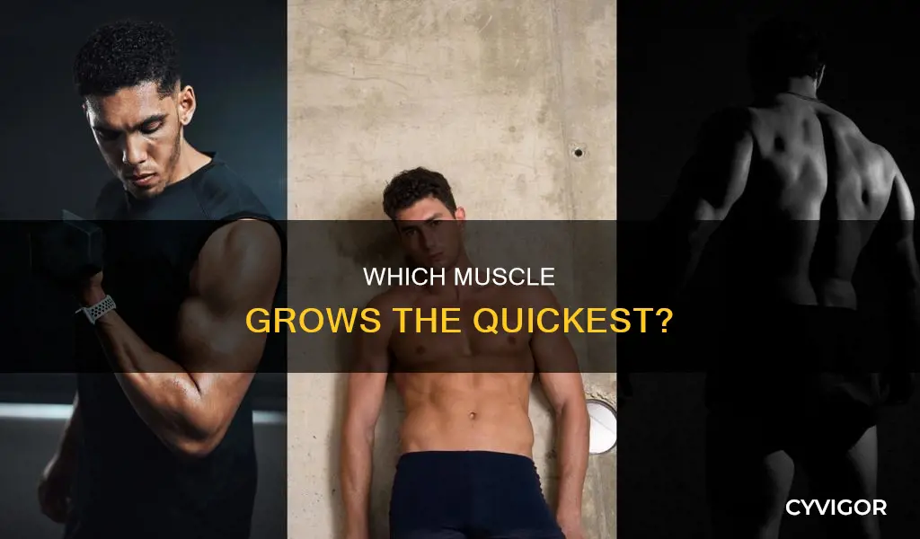 what muscle develops the fastest