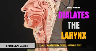 How the Cricothyroid Muscle Controls Your Larynx