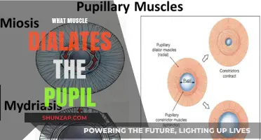 How the Iris Muscles Control Pupil Dilation