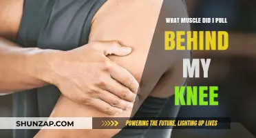 Pulled Muscle Behind Knee: Causes, Symptoms, and Recovery Tips