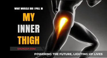 Inner Thigh Muscle Pull: Identifying Strained Adductor Symptoms and Recovery