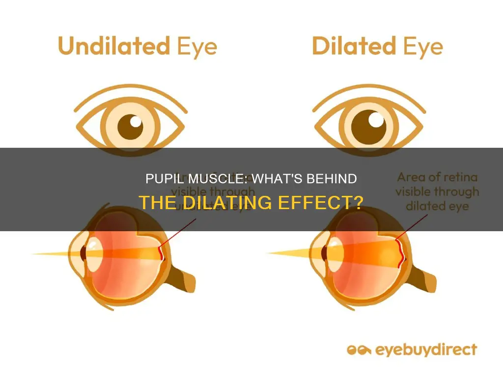 what muscle dilates pupils