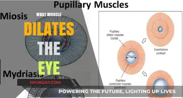 Eye Muscle Mechanics: How Your Vision Dilates