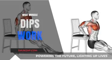 Muscle Dips: Targeted Muscles, Benefits, and Proper Form Explained