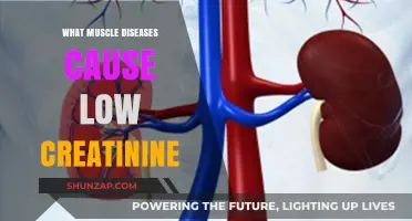 Muscle Diseases Linked to Low Creatinine Levels: Causes Explained