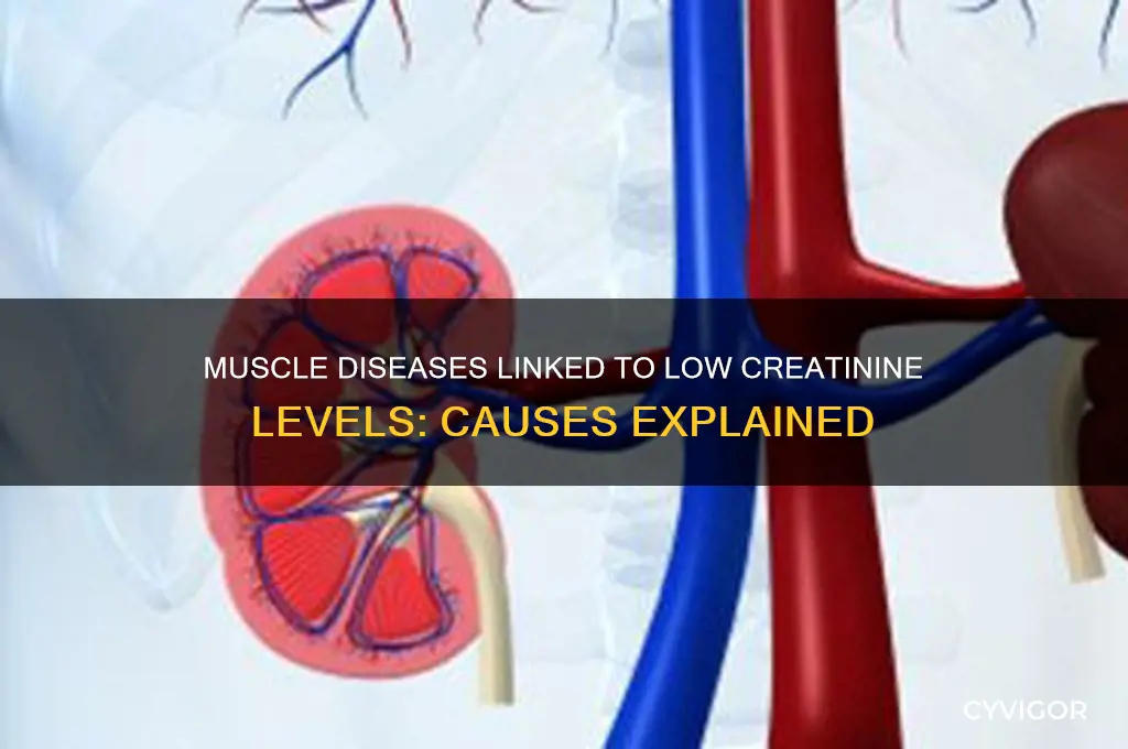 what muscle diseases cause low creatinine