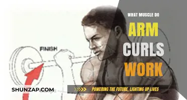 Arm Curls Unveiled: Target Muscles and Effective Workout Techniques