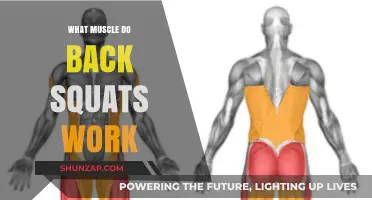 Back Squats: Target Muscles and Full-Body Strength Benefits Explained