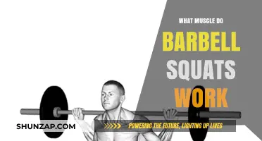 Barbell Squats: Target Muscles and Full-Body Strength Benefits Explained