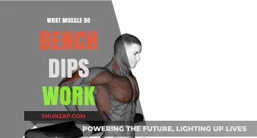 Bench Dips: Targeting Triceps, Shoulders, and Core Muscles Effectively
