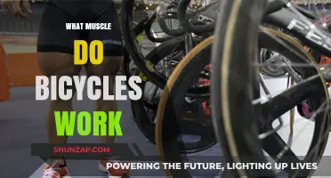 Pedal Power: Muscles Engaged and Strengthened by Cycling