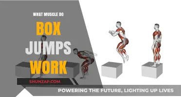 Box Jumps: Target Muscles and Full-Body Benefits Explained
