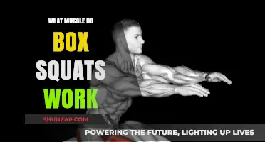 Box Squats: Targeting Glutes, Quads, and Core Muscles Effectively