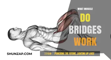 Bridges Workout: Targeting Glutes, Core, and Lower Back Muscles