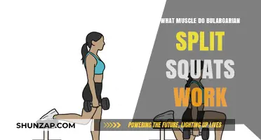 Bulgarian Split Squats: Target Muscles and Benefits Explained