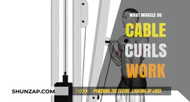 Cable Curls: Targeting Biceps, Forearms, and Brachialis for Stronger Arms