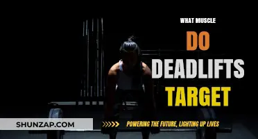 Deadlifts: Targeting the Ultimate Muscle Groups