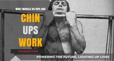 Dips and Chin-Ups: Targeted Muscles for Upper Body Strength