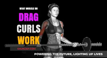 Drag Curls: Targeting Biceps, Brachialis, and Forearm Muscles Effectively