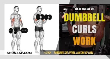Dumbbell Curls: Targeting Biceps, Forearms, and Brachialis Muscles