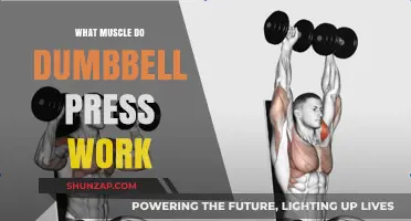 Dumbbell Press Muscles: Targeting Chest, Shoulders, and Triceps Effectively