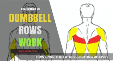 Dumbbell Rows: Target Muscles and Benefits for Strength Training