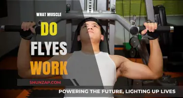 What Muscle Do Flyes Work? Unlocking Chest and Shoulder Strength