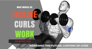 Incline Curls: Target Muscles and Effective Workout Benefits Explained
