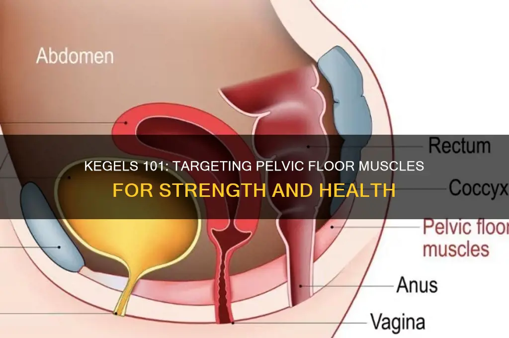 what muscle do kegals work