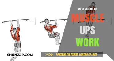 Muscle Ups: Targeted Muscles and Full-Body Strength Benefits Explained