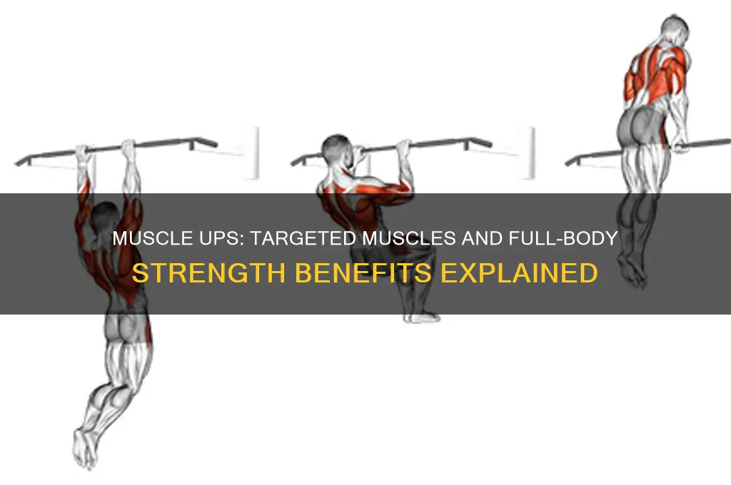 what muscle do muscle ups work
