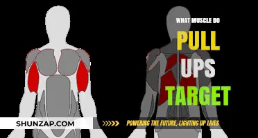 Pull-Ups Unveiled: Key Muscles Targeted for Strength and Tone