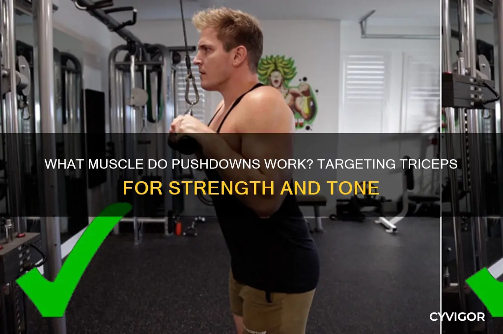 what muscle do pushdowns work