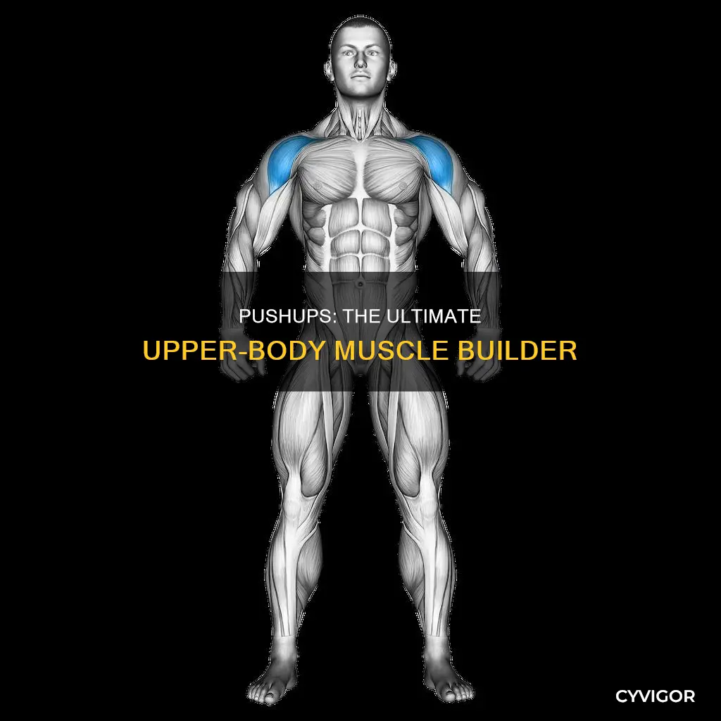 what muscle do pusups require