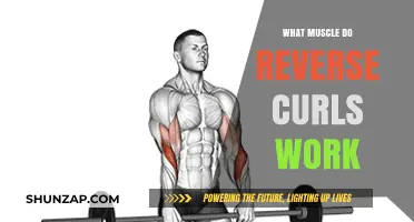 Reverse Curls: Targeting Forearms, Brachialis, and Grip Strength Explained