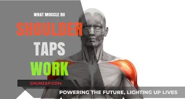 Shoulder Taps: Targeted Muscles and Core Engagement Explained