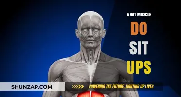 Targeted Training: Sit-ups and Their Muscle Focus