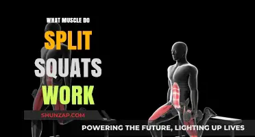 What Muscles Do Split Squats Work? A Comprehensive Guide