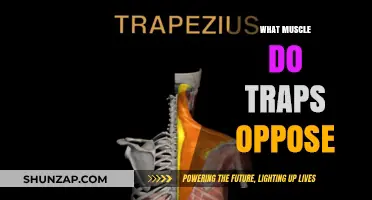 Traps and Opposing Muscles: The Ultimate Guide