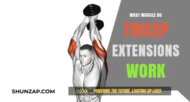 Tricep Extensions: Targeted Muscles and Effective Workout Benefits Explained